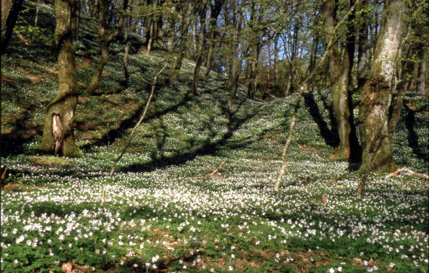 Skov