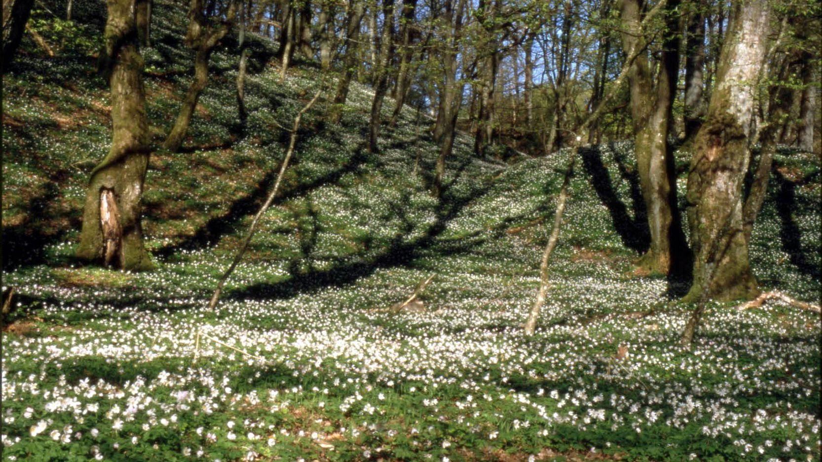 Skov